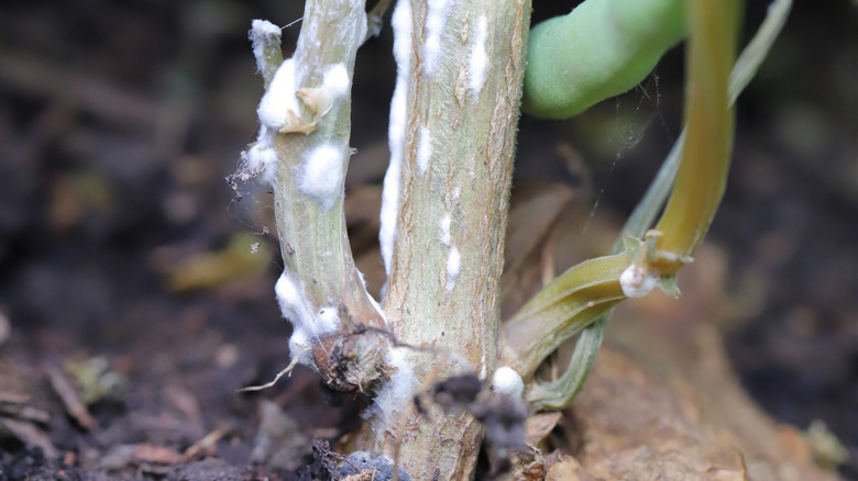 fungal growth on pole beans