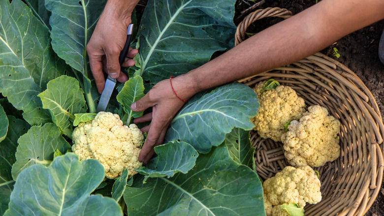 Hands harvesting cauliflower from garden