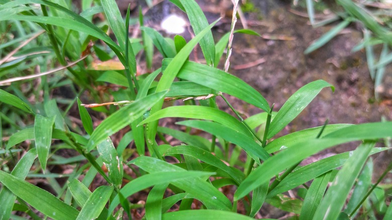 Up close view of mature crabgrass growing in landscape