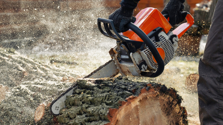 Cutting a large log with a gas-powered chainsaw
