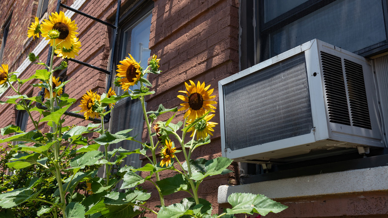 A window AC unit in a building with sunflowers outside
