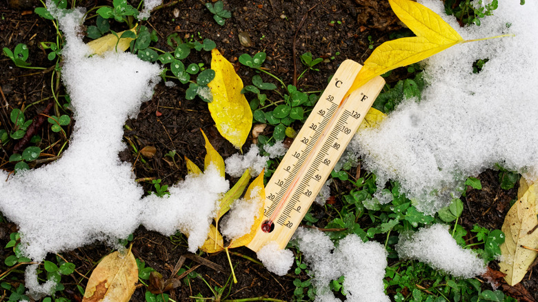 a Thermometer on the ground among freshly fallen snow and green grass
