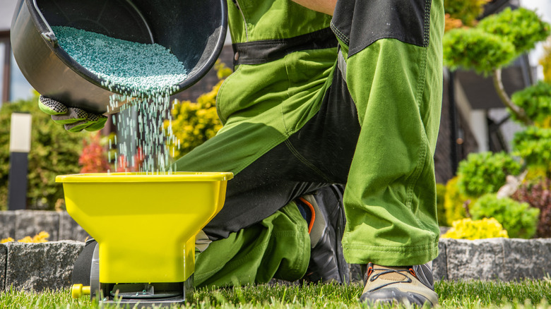 Closeup of a professional gardener pouring granular lawn fertilizer into a handheld broadcast spreader
