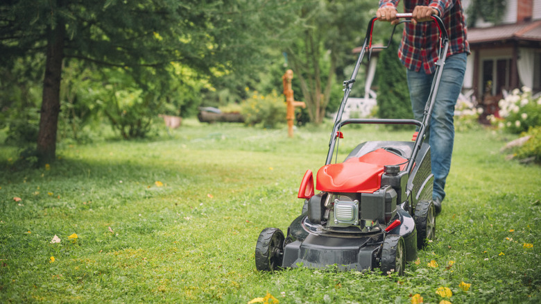 Man pushes his red lawn mower through a patch of grass