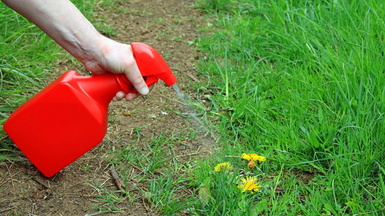 A hand holds a red spray bottle while spraying herbicide on a dandelion plant in a lawn.