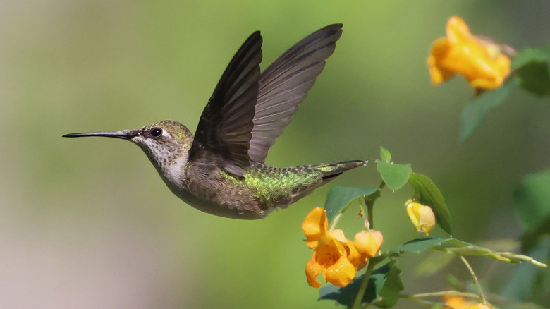 A hummingbird flying near yellow blooms