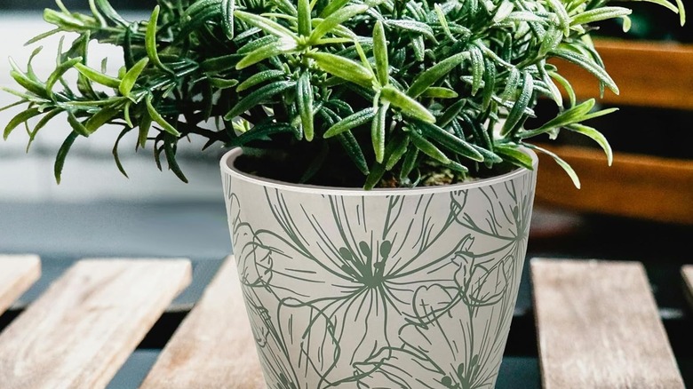 Rosemary growing in a floral-patterned Bamboo Blooms pot on a patio table.