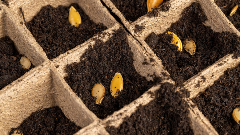 Squash seeds and soil in cardboard seed-starting pots.