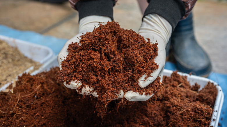 A gardener holds some coconut coir potting mix in their cupped hands.