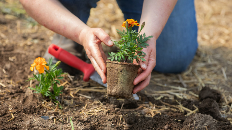 Gardener placing a CowPot with a marigold in the ground.