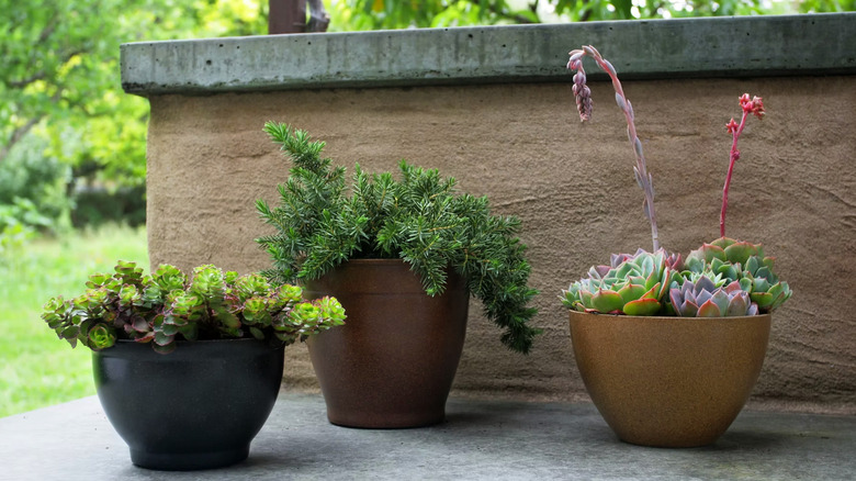 Three potted plants on a patio in EcoForm planters.