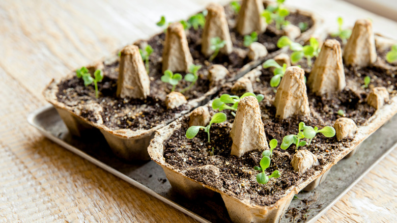 Small plants sprouting from soil in cardboard egg cartons on a metal tray.