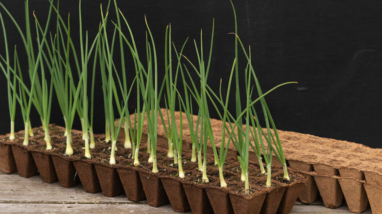 Onions growing in seed starter cartons by FertilPots.