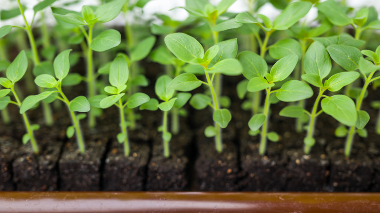 Seeds growing from free-standing soil blocks.