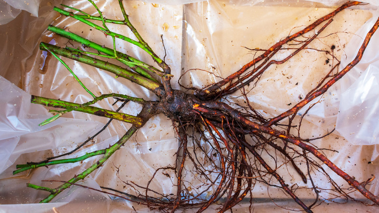 Bare-root perennial plant with exposed roots and green stems laid out on plastic packaging, showing the crown and root system before planting.