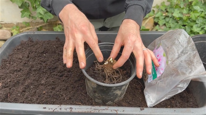 Hands planting bare root phlox in plastic container