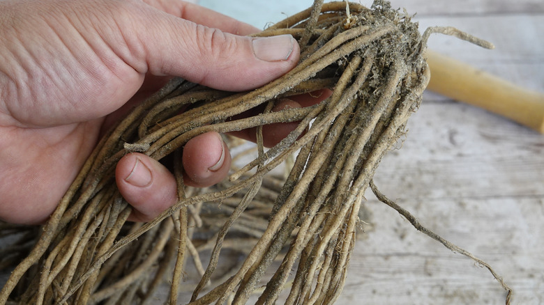 Hand holding a bare-root perennial plant, showing long, dry roots before soaking and planting.