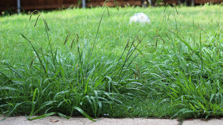 Weeds growing in yard