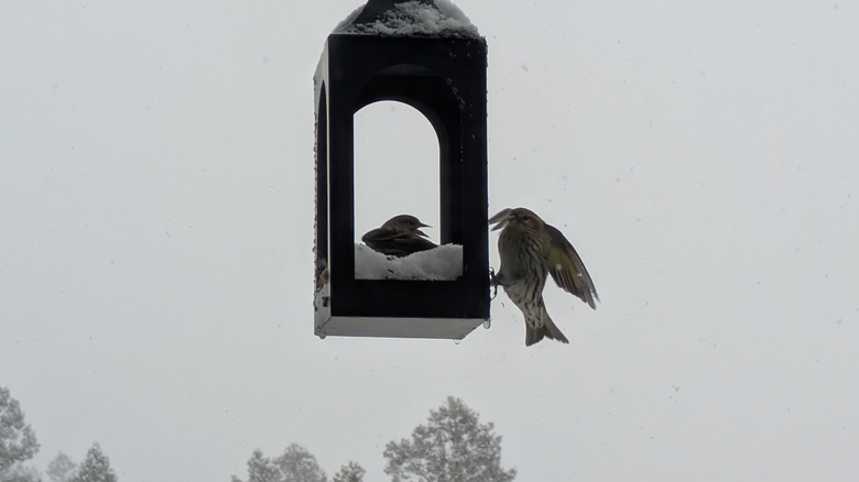 Two siskins try to feed at a snowy birdfeeder.
