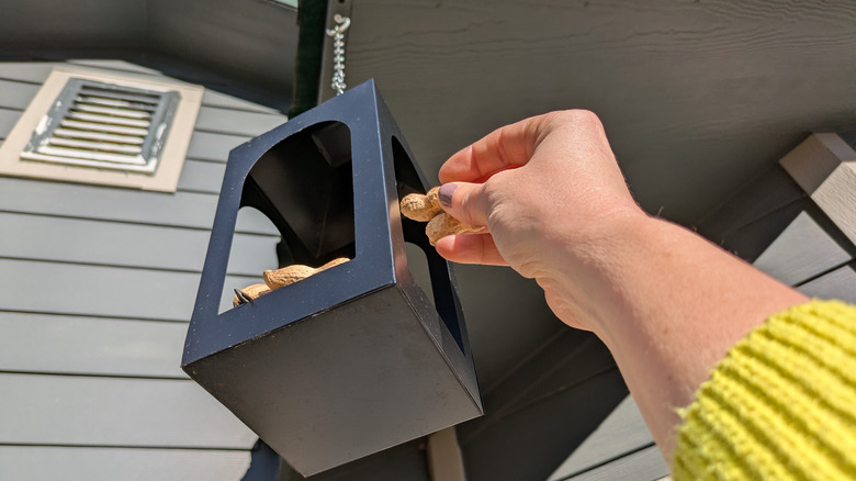 A hand places peanuts into a hanging lantern used as a birdfeeder.