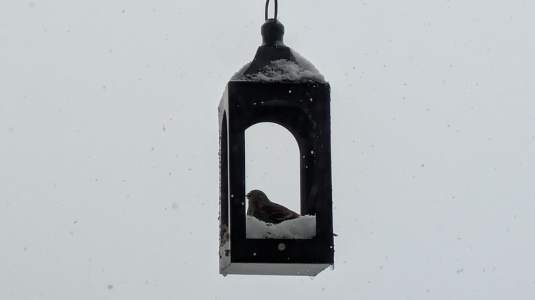 A siskin takes shelter from the snow in a lantern used as a birdfeeder.