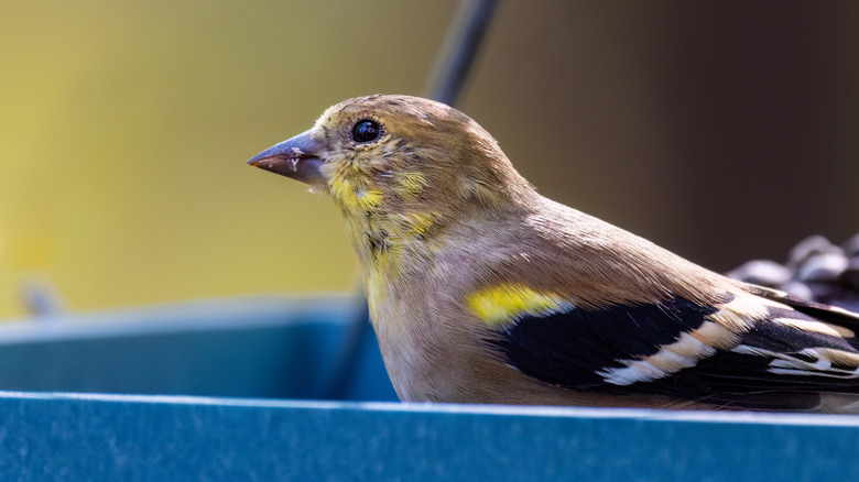 A bird sitting in a platform bird feeder