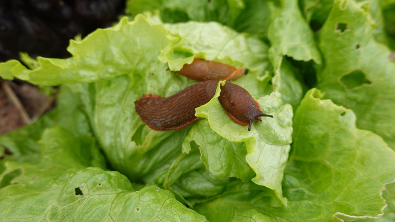 Two slugs on a lettuce plant with holes in it