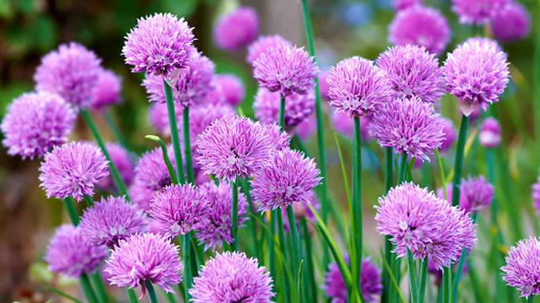 Chives blooming with purple flowers in natural light in a garden