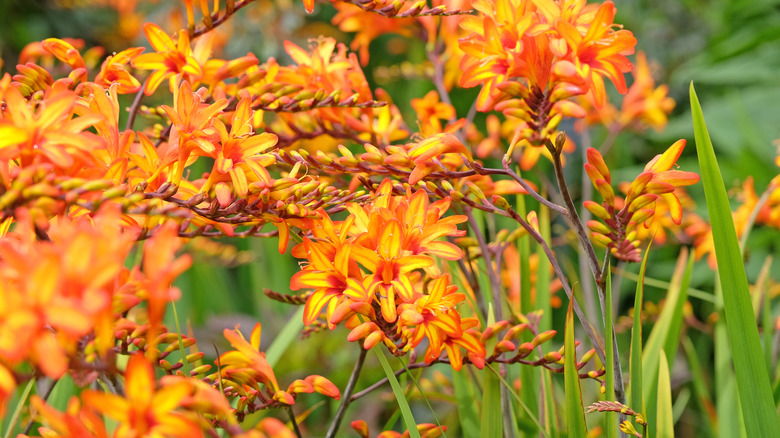 Red and yellow crocosmia in bloom.