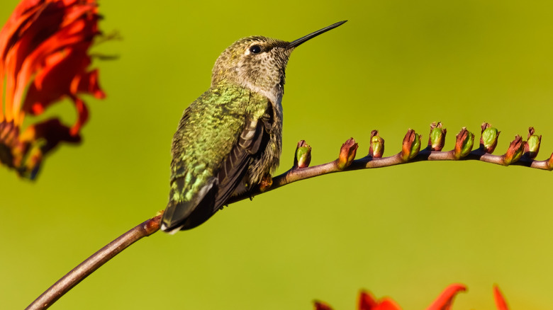 Hummingbird resting on a crocosmia branch with closed flower buds.