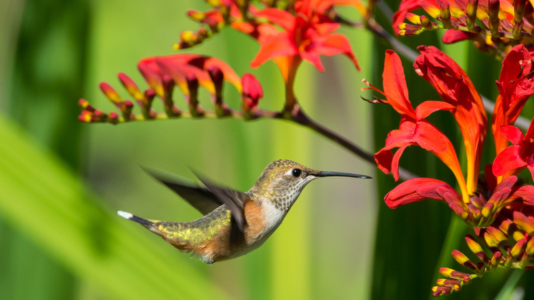 Hummingbird visiting 'Lucifer' crocosmia flowers
