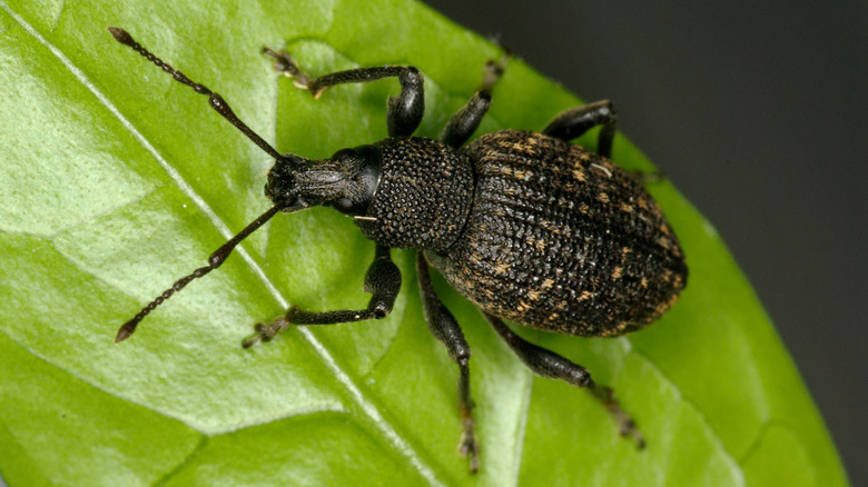 black vine weevil on leaf