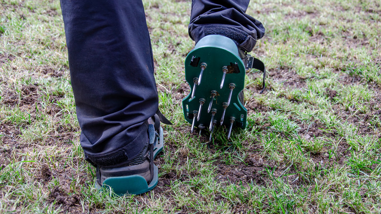 A man using special spiked footwear to aerate a lawn