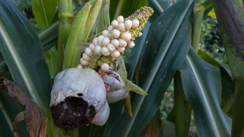 burst corn smut galls
