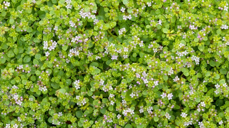 dense mat of Corsican mint