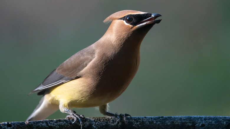 Bird looking confused on the edge of a birdbath