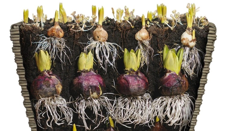 A half-section of a Costco tiered springtime bulb planter for spring flowers