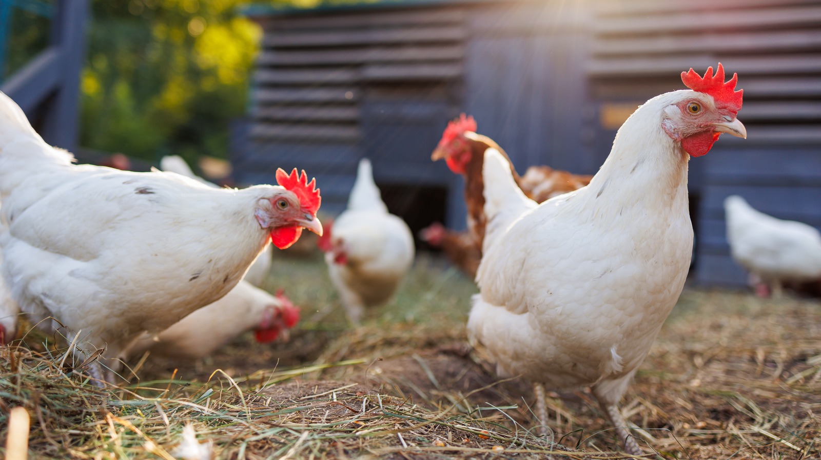 Costco Is Selling The Cutest Chicken Coops - Are They Actually Worth Buying?