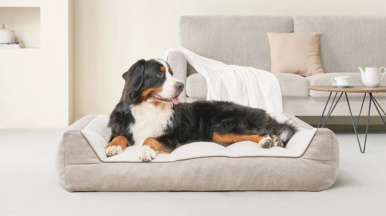 White, brown, and black dog lies comfortably on a beige pet bed
