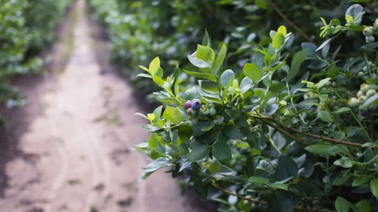 Blueberries starting to ripen on the tip of a blueberry bush along a dirt path