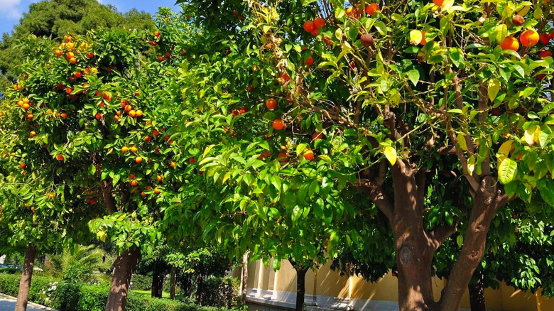 Cara Cara orange trees growing along a paved walkway in the sun