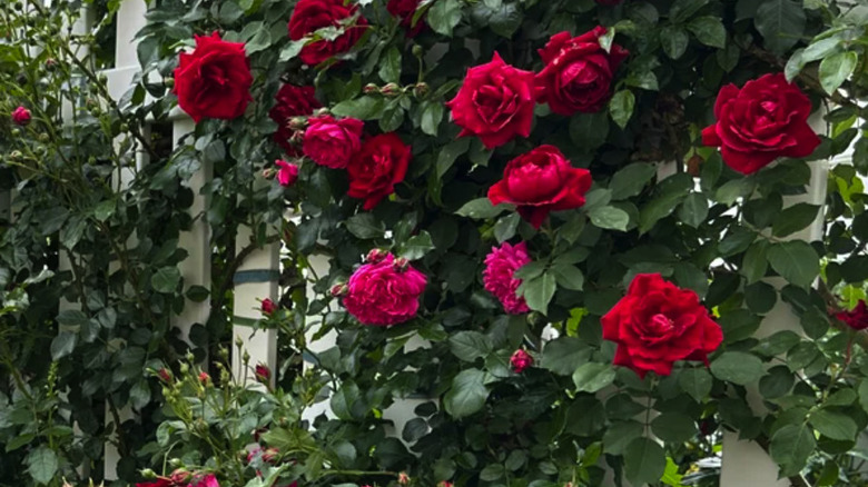 Red roses climbing up a white fence with dark green foliage