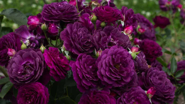 Close up of a cluster of deep purple roses with buds on a bush with green foliage