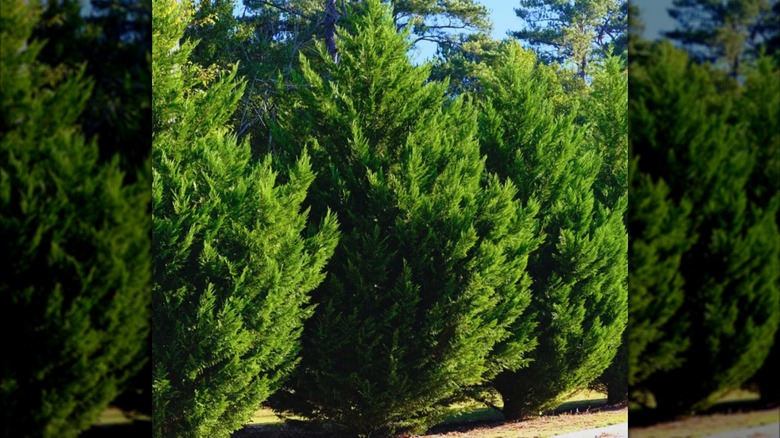 Leyland cypress trees lined in a row along a driveway in the sun
