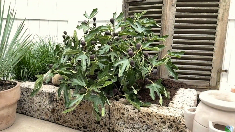 Small Little Miss Figgy tree growung in a stone raised garden bed with small figs ripening on the branches