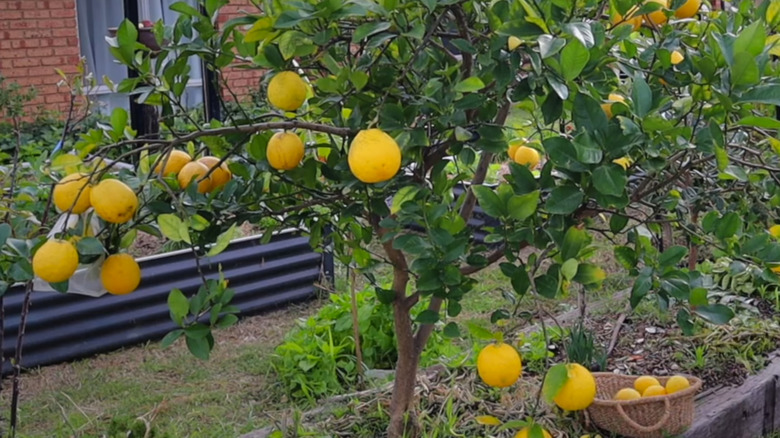 Small New Zealand lemonade tree filled with lemons in a garden with a basket of lemons on the ground near it
