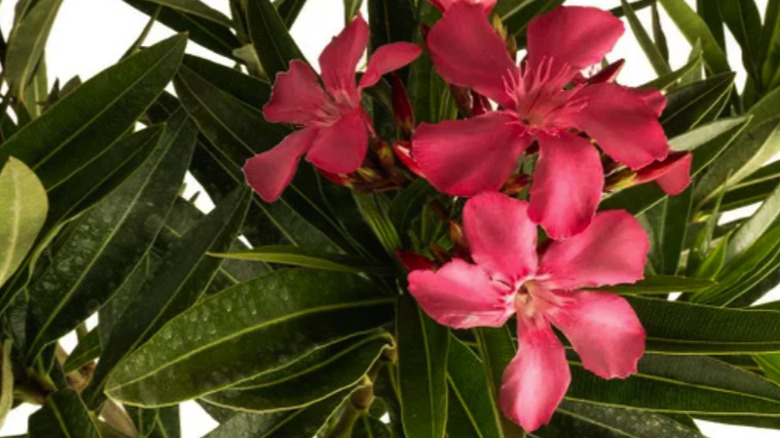 Close up of oleander flowers on dark green foliage