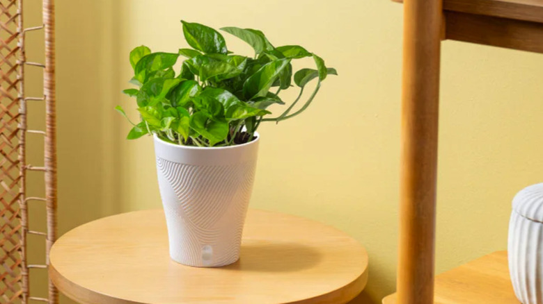 Pothos plant in a self-watering pot on a table in a livingroom