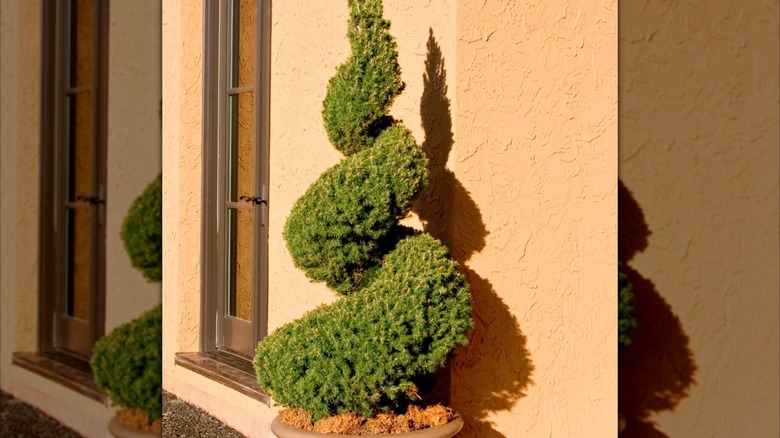 Spiral dwarf Alberta spruce growing in a pot against a house