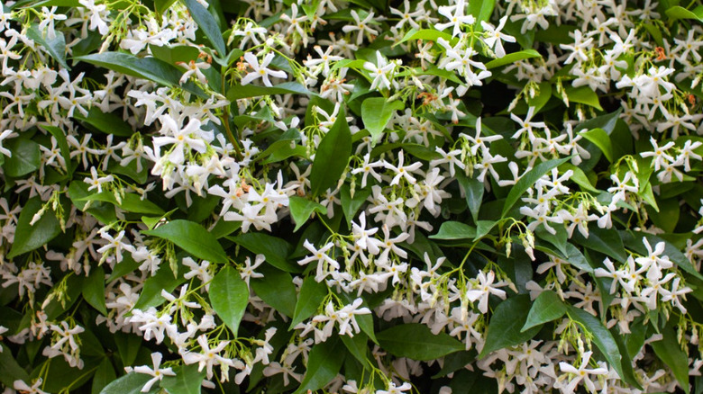 Close up of blooming star jasmine shrub with green foliage